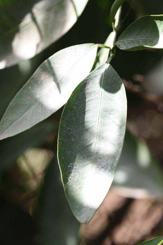                Unifoliolate leaf (Iyomikan, Riverside, CA)       
